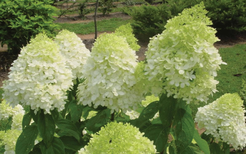  Limelight PeeGee Hydrangea - 6 Pack Of 1 Gallon Pots
