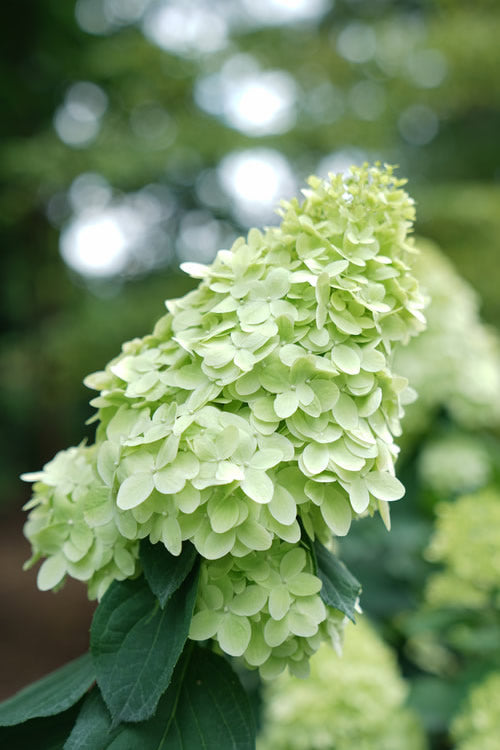  Limelight Prime Hydrangea - 1 Gallon Pot