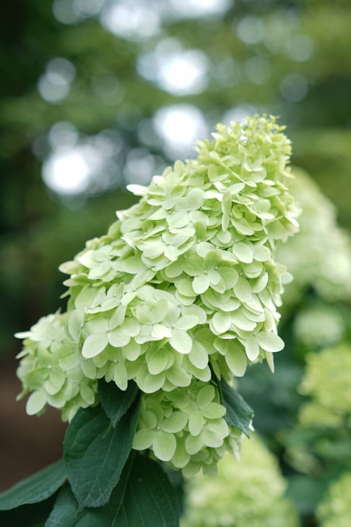  Limelight Prime Hydrangea - 2 Gallon Pot