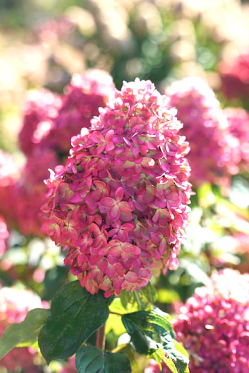  Limelight Prime Hydrangea - 2 Gallon Pot