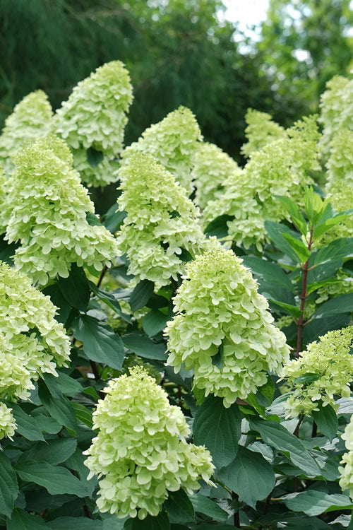  Limelight Prime Hydrangea - 1 Gallon Pot