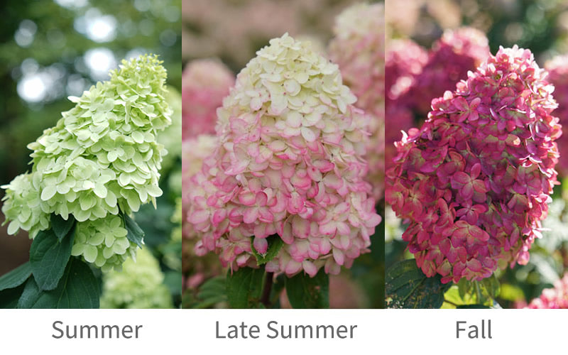  Limelight Prime Hydrangea - 1 Gallon Pot
