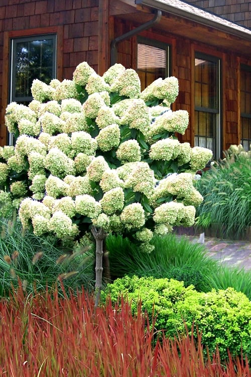  Limelight PeeGee Hydrangea - Single Trunk Topiary Tree - 5 Gallon Pot