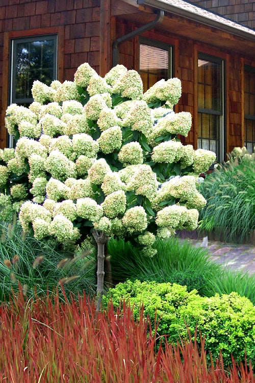  Limelight PeeGee Hydrangea - Single Trunk Tree Form - 4 Gallon Pot