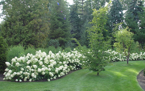  Limelight PeeGee Hydrangea - 1 Gallon Pot