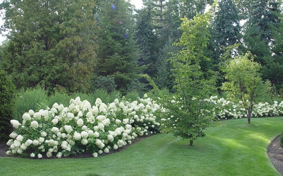  Limelight PeeGee Hydrangea - 7 Gallon Pot (3-4')