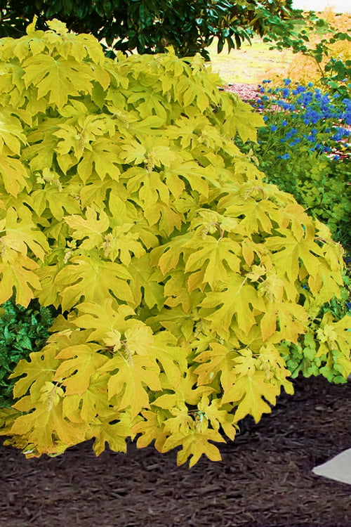  Little Honey Oakleaf Hydrangea - 1 Gallon Pot