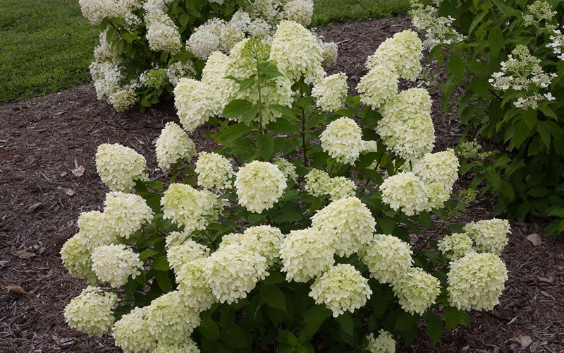  Little Lime Hydrangea - 3 Pack Of Quart Pots