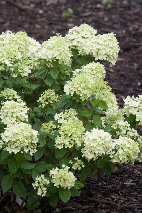 Little Lime Hydrangea - 6 Pack Of 1 Gallon Pots
