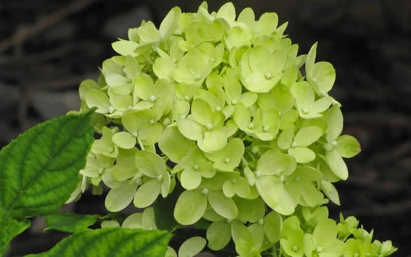  Little Lime Hydrangea - 2 Gallon Pot