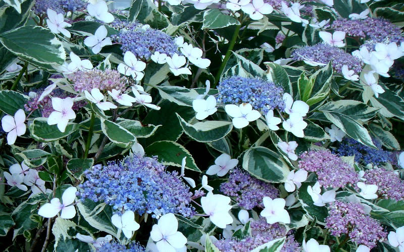  Mariesii Variegated Lacecap Hydrangea - 3 Gallon Pot