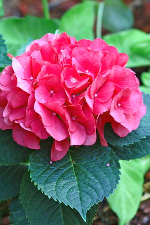 Merritts Supreme Hydrangea - 1 Gallon Pot