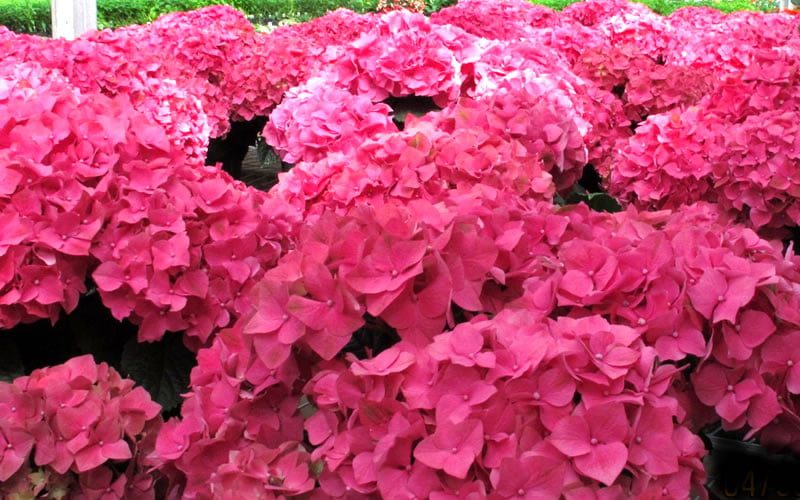  Merritts Supreme Hydrangea - 1 Gallon Pot