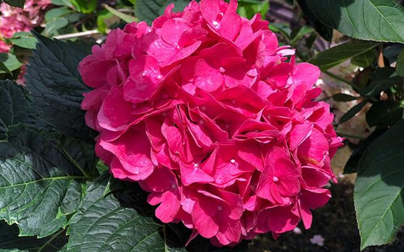  Merritts Supreme Hydrangea - 1 Gallon Pot