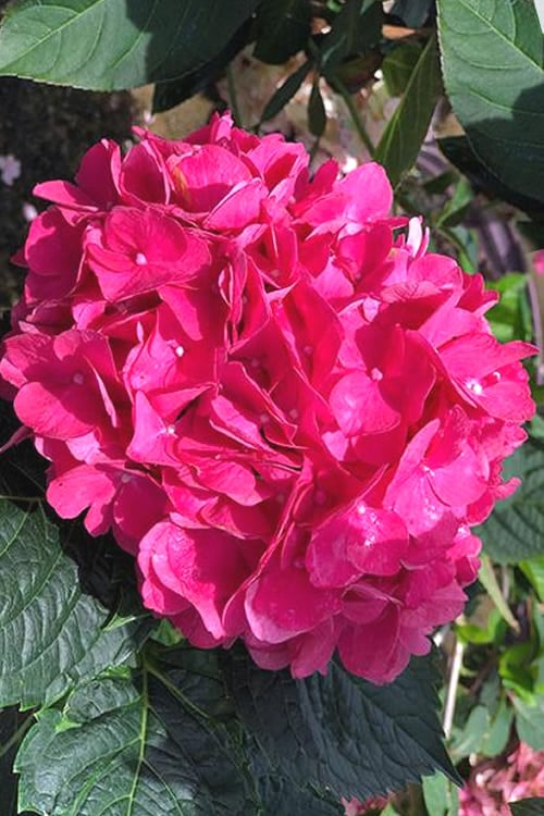  Merritts Supreme Hydrangea - 1 Gallon Pot
