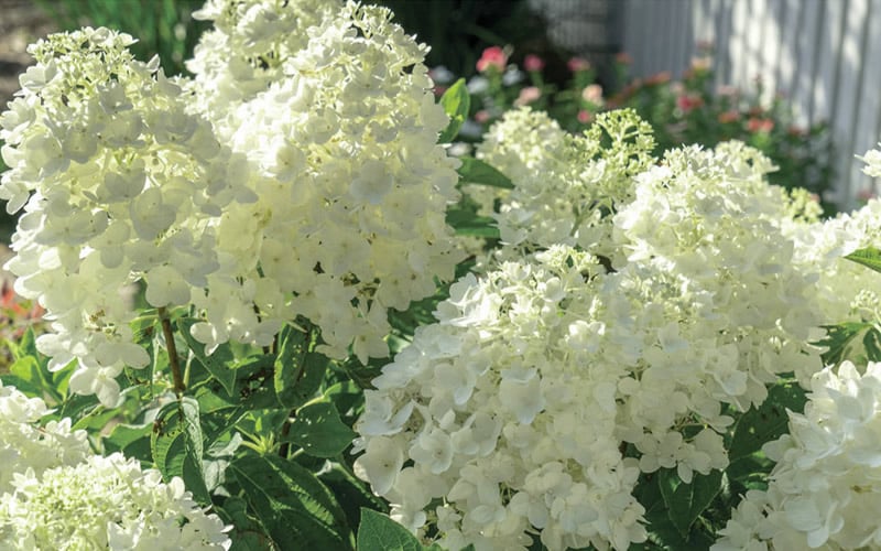  Moon Dance Hydrangea - 3 Gallon Pot