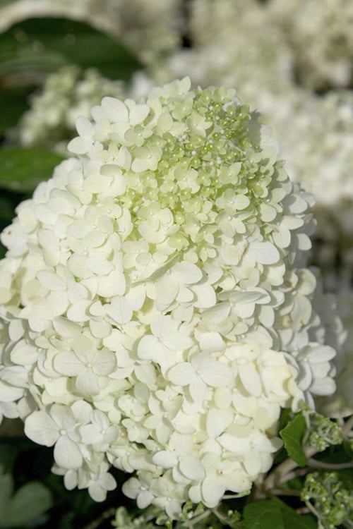  Moon Dance Hydrangea - 3 Gallon Pot