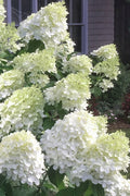  Moon Dance Hydrangea - 2 Gallon Pot