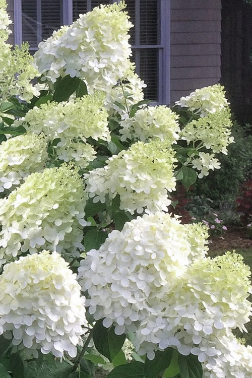  Moon Dance Hydrangea - 2 Gallon Pot