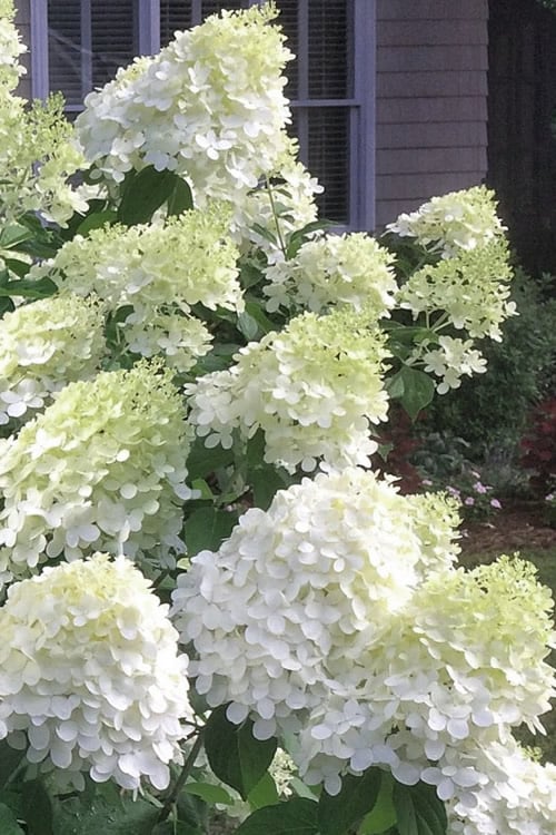  Moon Dance Hydrangea - 3 Gallon Pot