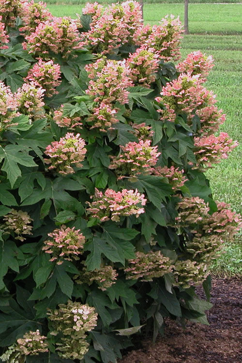  Munchkin Dwarf Oakleaf Hydrangea - 2 Gallon Pot