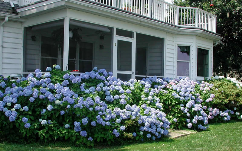  Nikko Blue Hydrangea - 3 Gallon Pot