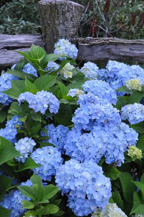  Nikko Blue Hydrangea - 2 Gallon Pot
