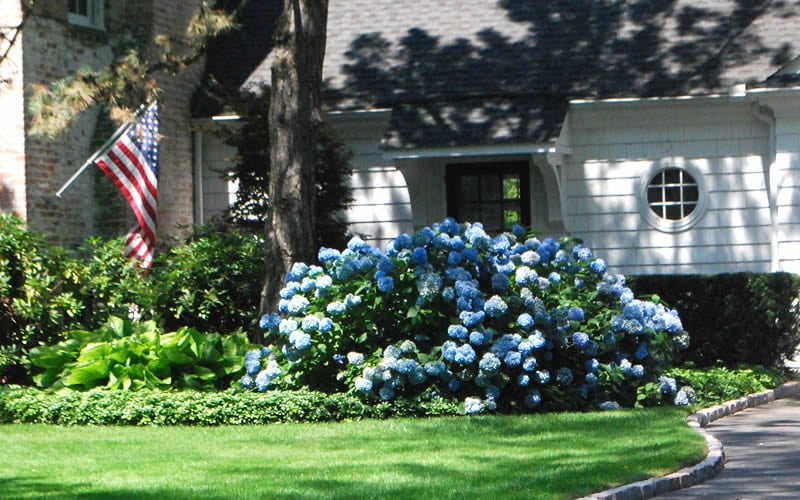  Nikko Blue Hydrangea - 2 Gallon Pot