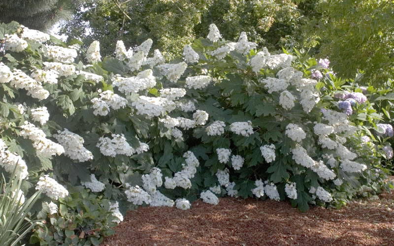  Oakleaf Hydrangea - 1 Gallon Pot