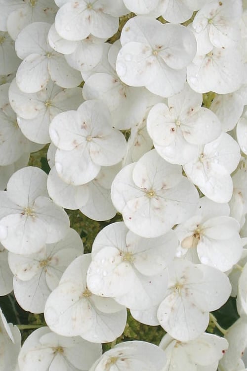  Alice Oakleaf Hydrangea - 3 Gallon Pot