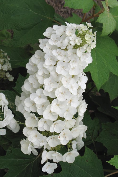  Alice Oakleaf Hydrangea - 3 Gallon Pot