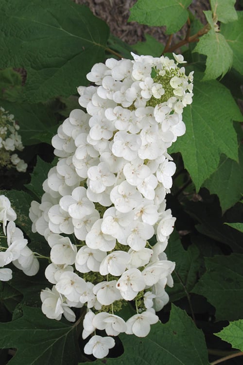  Alice Oakleaf Hydrangea - 3 Gallon Pot