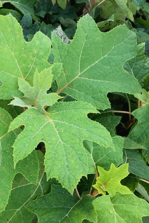  Alice Oakleaf Hydrangea - 3 Gallon Pot