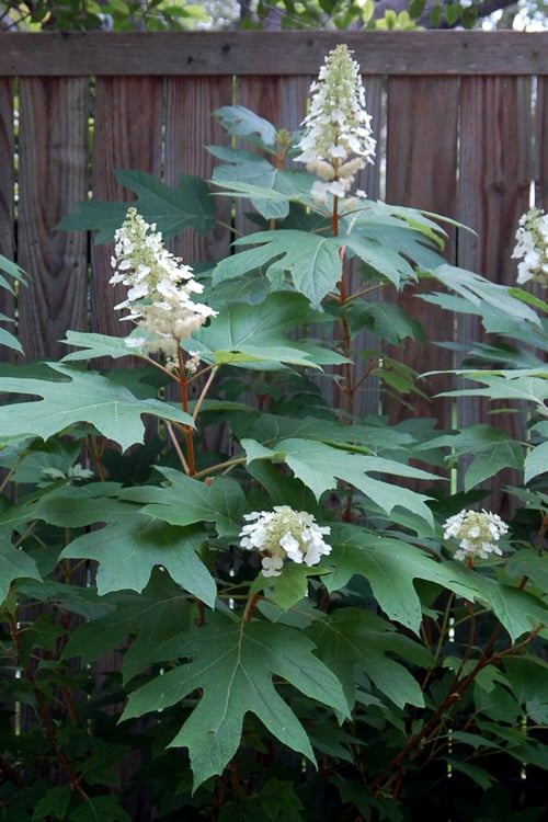  Alice Oakleaf Hydrangea - 3 Gallon Pot