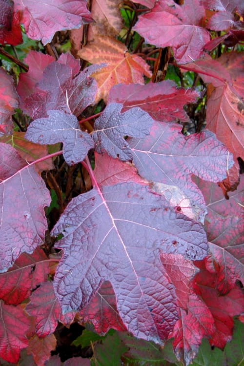  Alice Oakleaf Hydrangea - 3 Gallon Pot