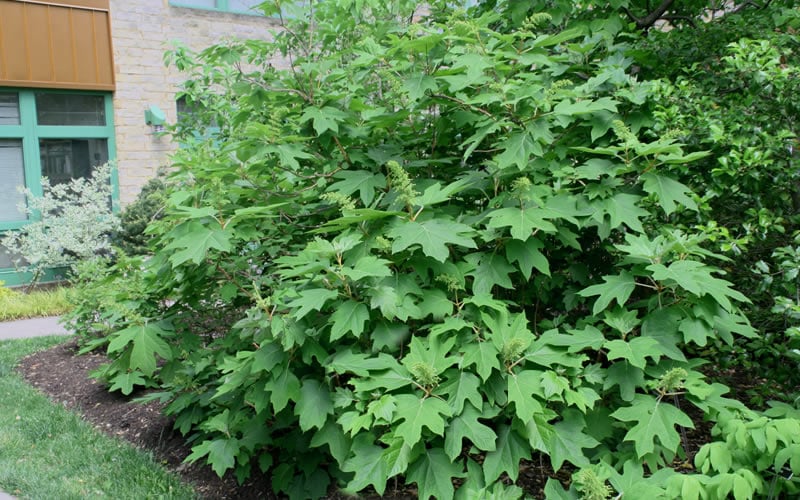  Alice Oakleaf Hydrangea - 3 Gallon Pot