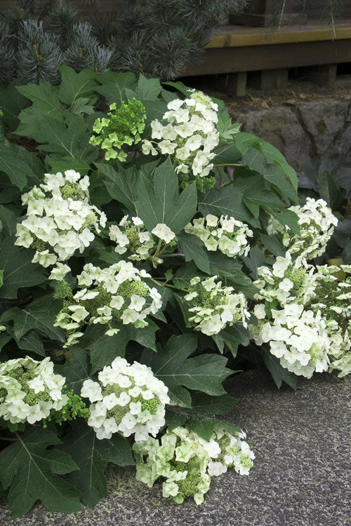  Pee Wee Dwarf Oakleaf Hydrangea - 3 Gallon Pot