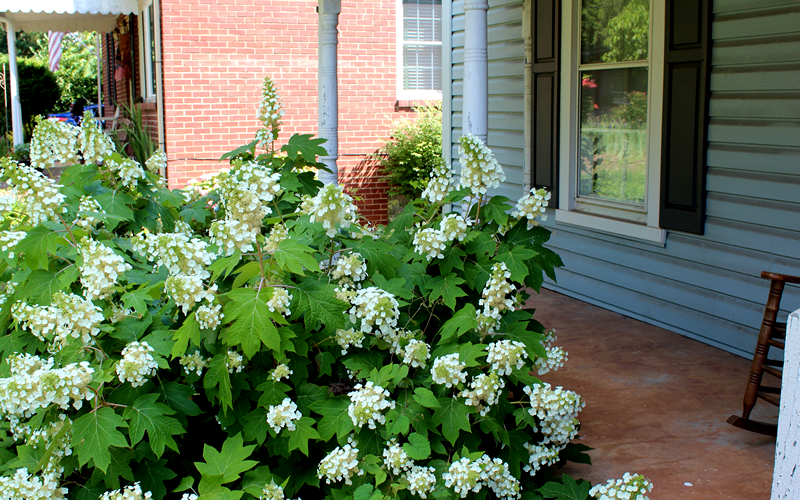  Pee Wee Dwarf Oakleaf Hydrangea - 1 Gallon Pot
