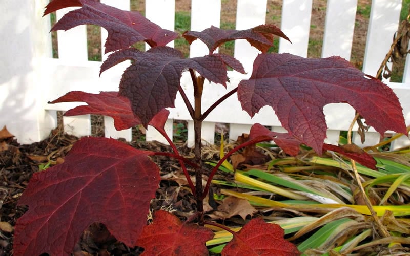  Ruby Slippers Dwarf Oakleaf Hydrangea - 2 Gallon Pot