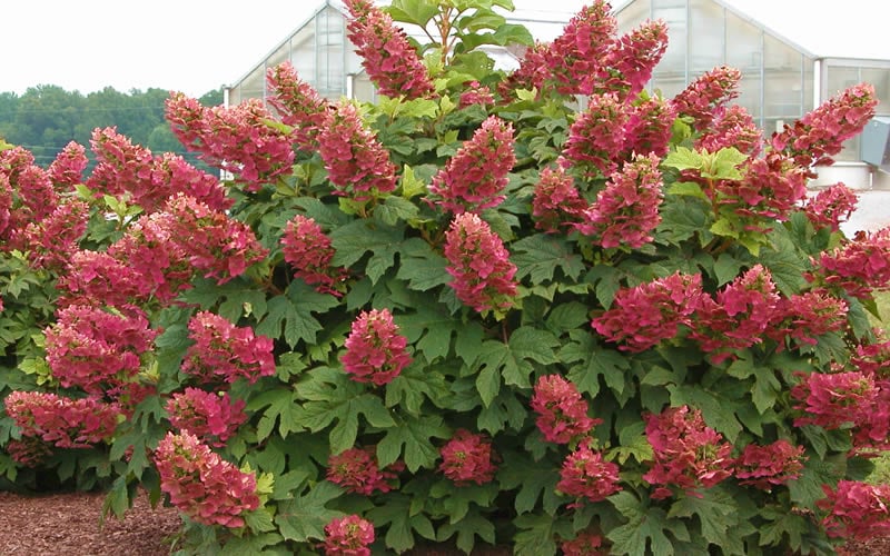  Ruby Slippers Dwarf Oakleaf Hydrangea - 1 Gallon Pot