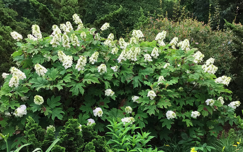  Semmes Beauty Oakleaf Hydrangea - 3 Gallon Pot