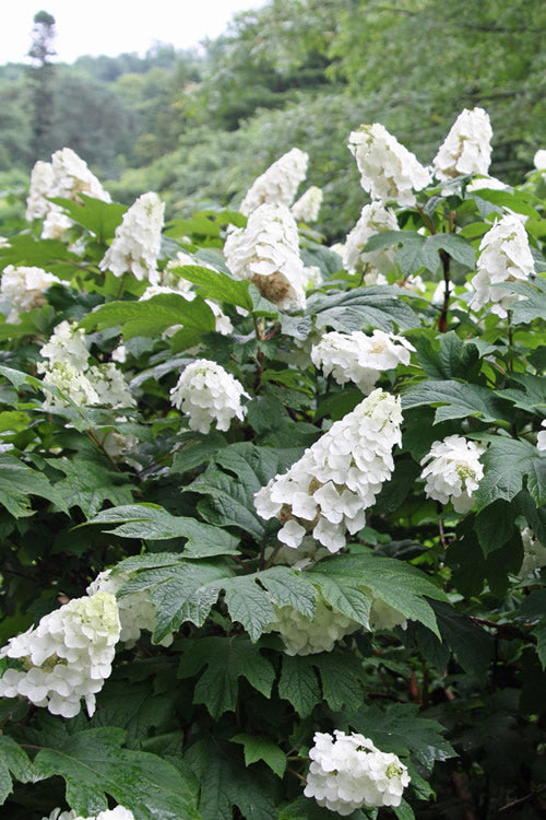  Snow Queen Oakleaf Hydrangea - 5 Gallon Pot