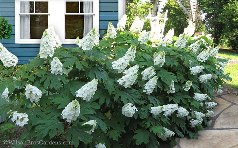 Snow Queen Oakleaf Hydrangea - 3 Gallon Pot