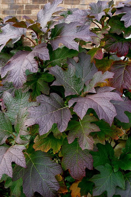  Snow Queen Oakleaf Hydrangea - 5 Gallon Pot