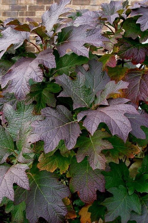  Snow Queen Oakleaf Hydrangea - 2 Gallon Pot