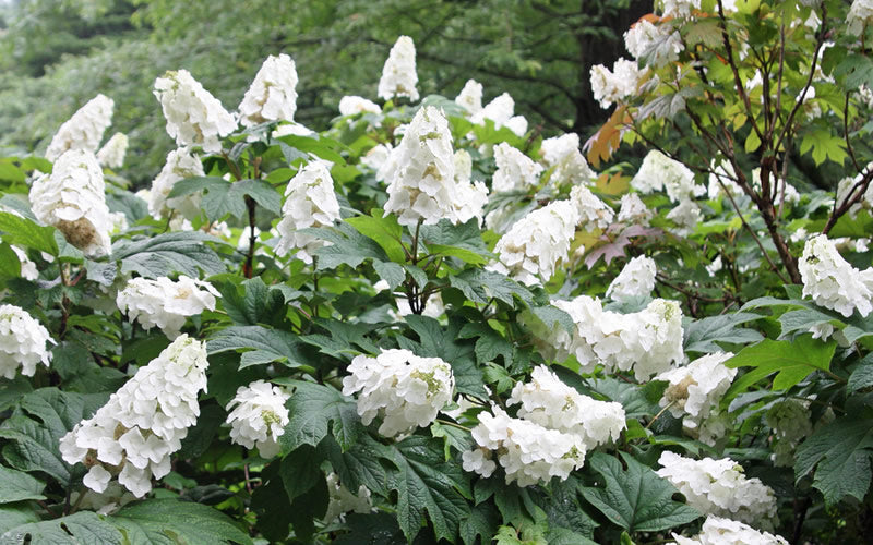  Snow Queen Oakleaf Hydrangea - 3 Gallon Pot
