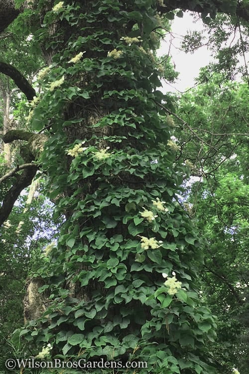  Moonlight Climbing Hydrangea - 1 Gallon Pot