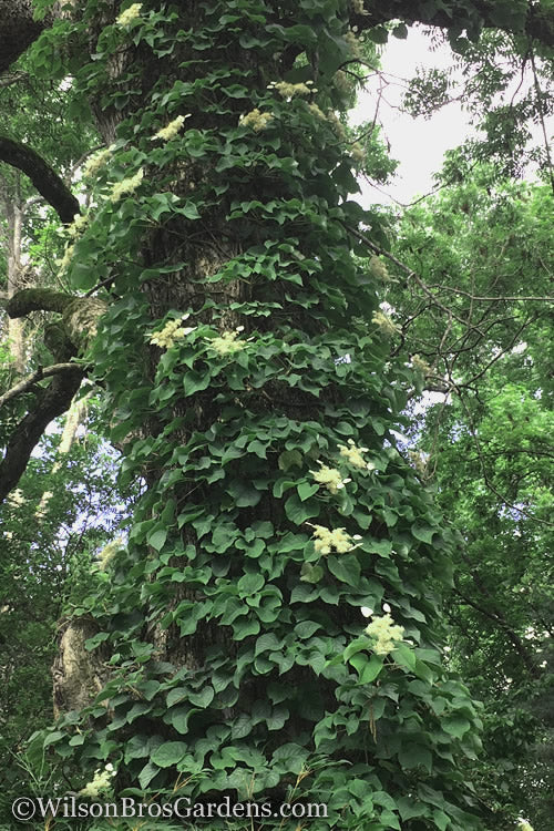  Moonlight Climbing Hydrangea - 5 Gallon Pot
