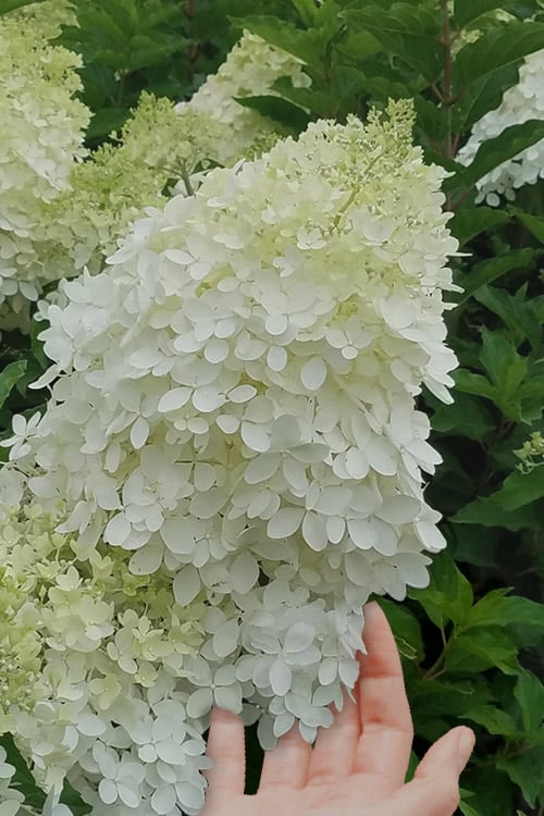  Phantom Hydrangea - 5 Gallon Pot
