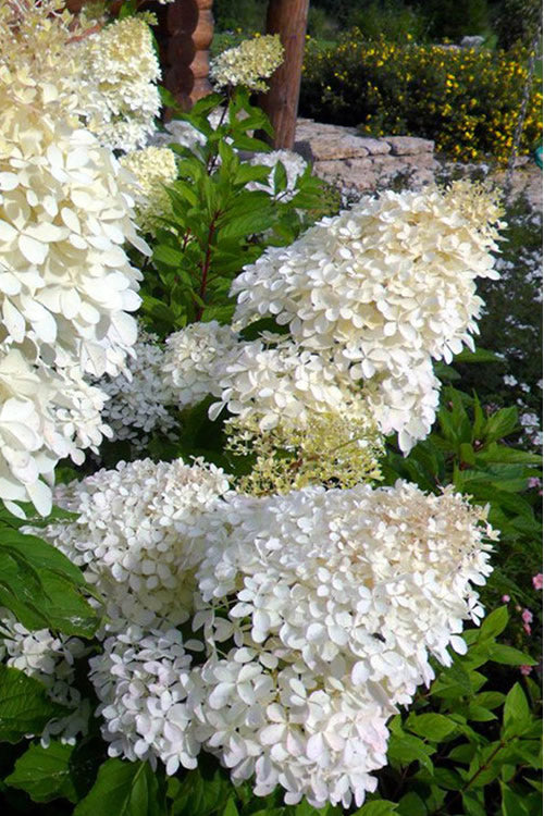  Phantom Hydrangea - 3 Gallon Pot